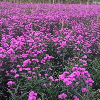 Cây giống thạch thảo kép 100 cây