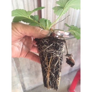 kích rễ cây nảy mầm