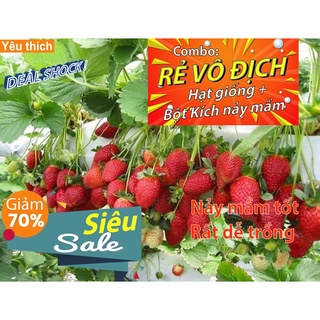 Gói 50 Hạt giống Dâu Tây Quả To, Chịu nhiệt - [Combo rẻ vô địch HẠT GIỐNG + BỘT KÍCH NẢY MẦM]
