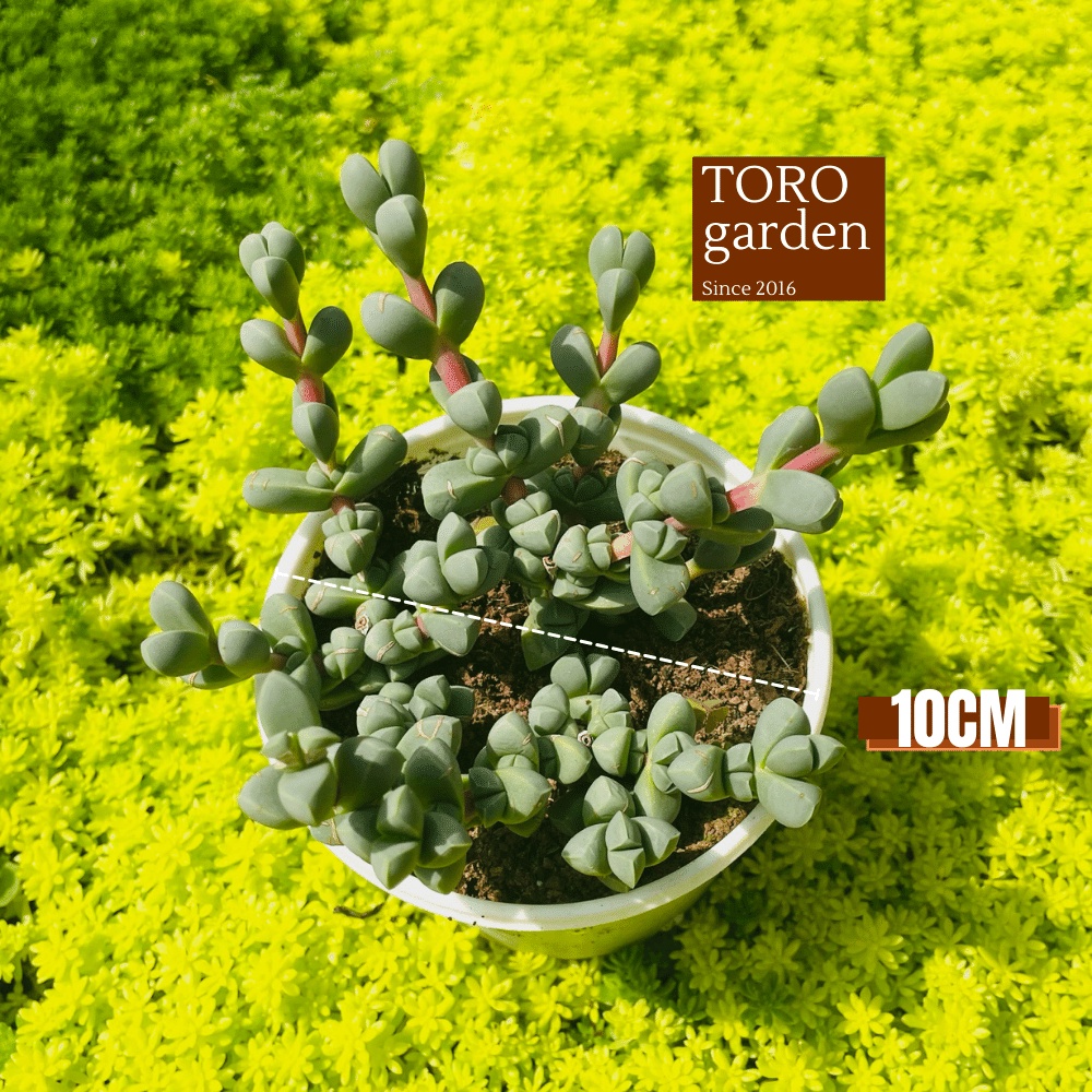 Sen đá tim Đà Lạt size trung bình 10cm cây cảnh trang trí nhà cửa Toro garden