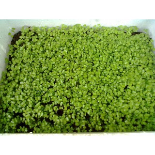 HẠT GIỐNG RAU MẦM CẢI NGỌT