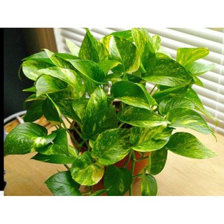 CÂY VẠN NIÊN THANH ( CÓ BẦU ĐẤT )