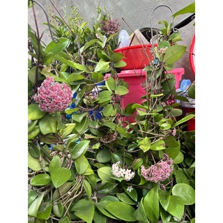 Lan Cẩm cù cây lớn sắp hoa