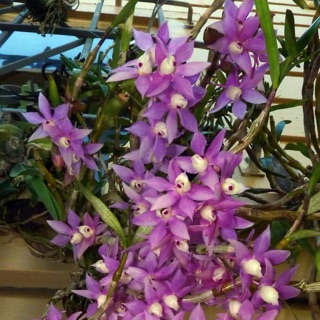 Hoàng thảo tím Huế