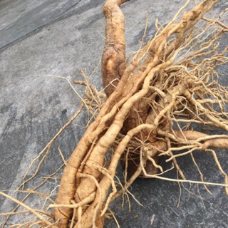 Củ Đinh lăng Rừng 6kg