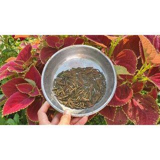 Hạt giống cây cỏ nổ (cây nổ, sâm tanh tách) - 50 quả