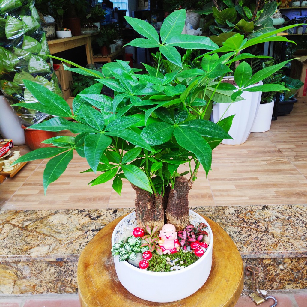 Cây Kim Ngân phối tiểu cảnh, cây Kim Ngân để bàn, cây Kim Ngân phong thủy  đẹp, mang lại tài lộc cho gia chủ | Shopee Việt Nam