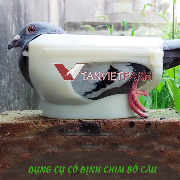 Dụng cụ cố định chim bồ câu bằng nhựa, giúp cho ăn uống, tiêm thuốc tiện lợi