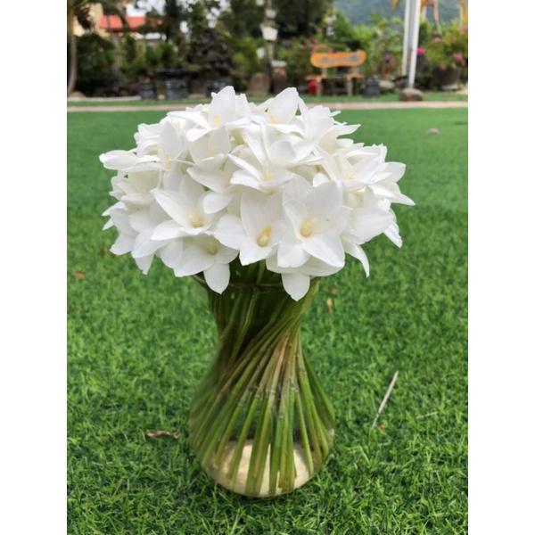 10 Củ huệ mưaTraubi hoa màu trắng và thơm
