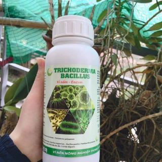 Nấm đối kháng trichodermar