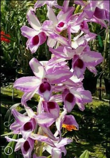 Hoa lan - Chớp Mỹ cây giống