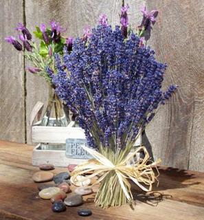 Bó hoa nguyên lavender 250-300 cành