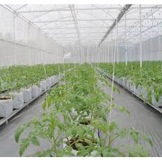 Sợi se dây nhà kính trồng dưa lưới