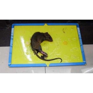 Miếng dán keo dính chuột siêu dính