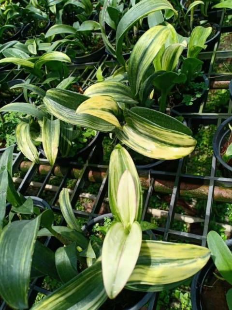 Hoa phong lan denro đột biến lá phát tài