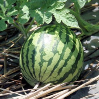 Hạt giống dưa hấu (tặng phân)