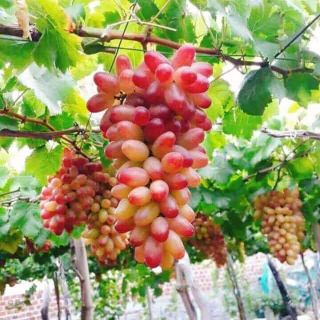 Giống nho hồng ngọc Nh01-152
