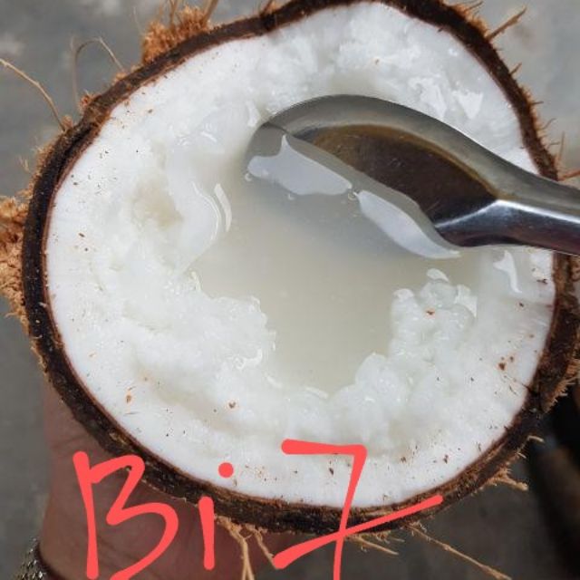 Dừa Sáp Bi 1 đặc ruột