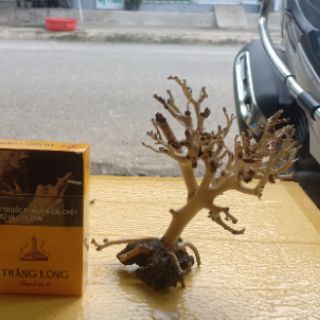 Lũa Bonsai thủy sinh giá rẻ