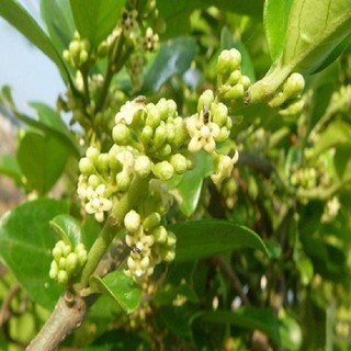 combo 3 cây thìa canh giống