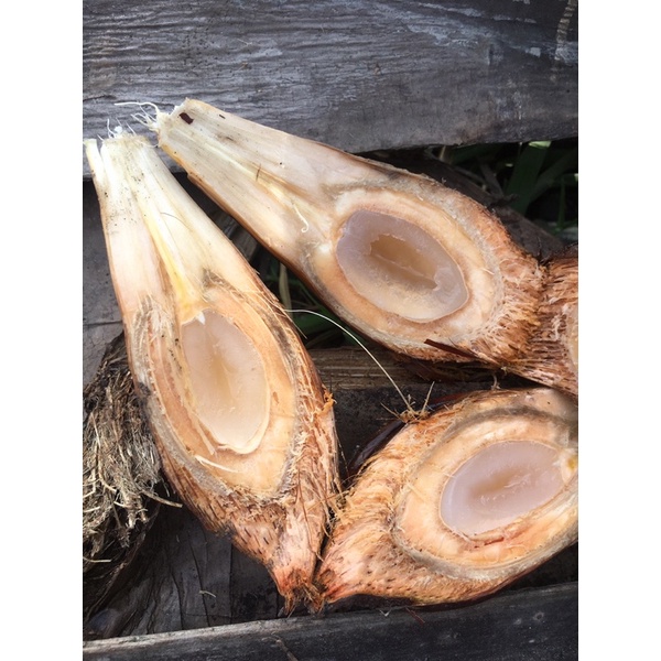 Trái dừa nước 2 trái