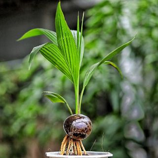 Dừa kiểng bonsai Bến Tre