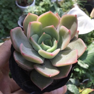 COMBO 2 CÂY SEN ĐÁ ĐẾ VƯƠNG HỒNG ĐẸP