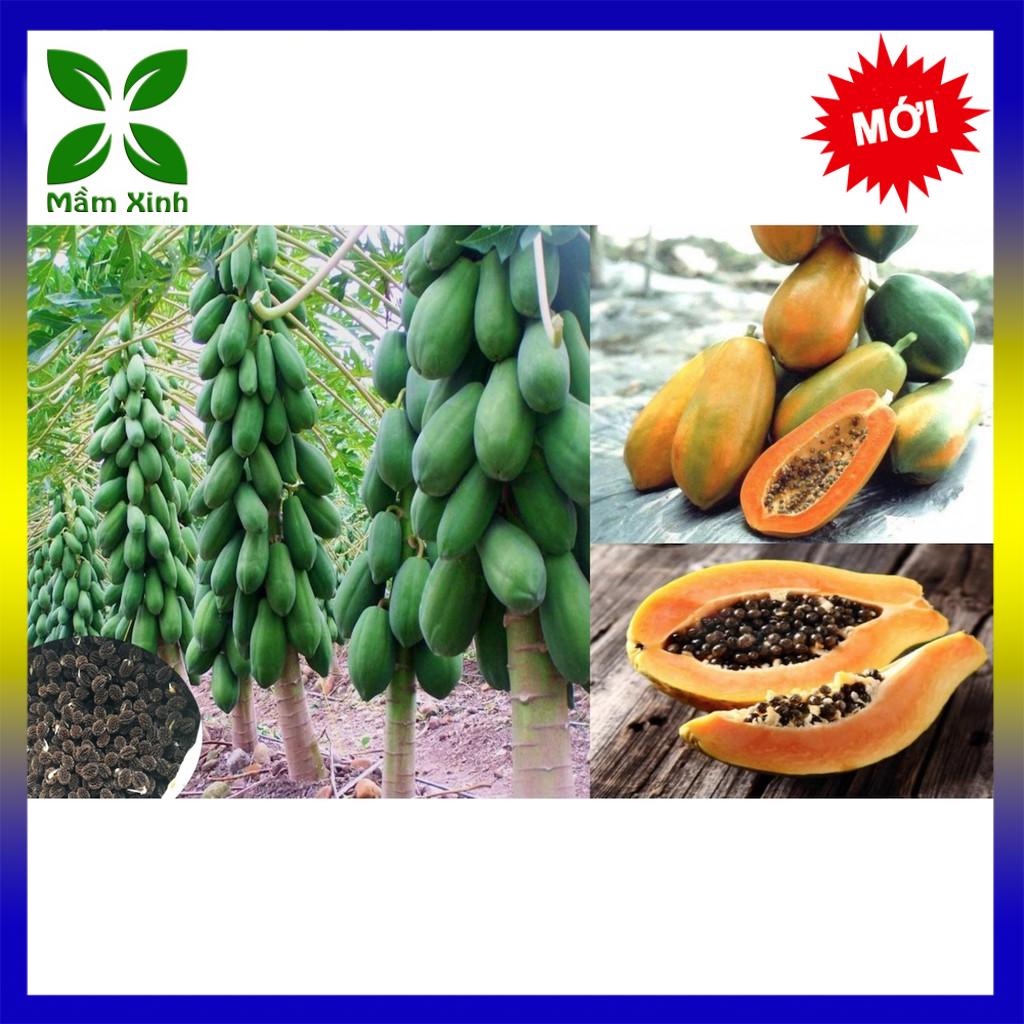 HẠT GIỐNG ĐU ĐỦ TRANG NÔNG - HẠT GIỐNG ĐU ĐỦ ĐÀI LOAN F1 HỒNG CÚC TN42
