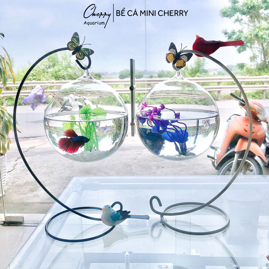 [Tặng kèm phụ kiện ] combo 2 bể cá mini 33