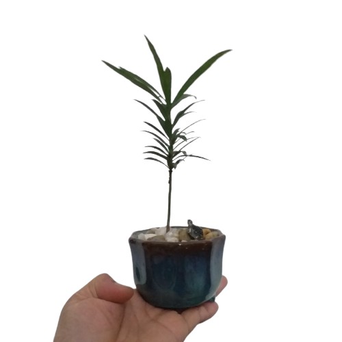 Cây cảnh mini, bonsai mini để bàn làm việc