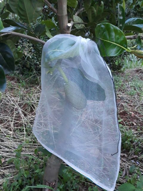 Combo 100 bao mít lưới cước Thái  kích thước 50x70 cm