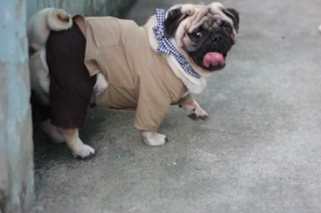 Quần áo cho thú cưng - bộ 2 lúa bà ba