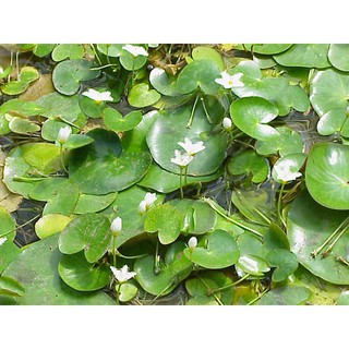 Hoa Thủy Nữ Thủy sinh( 2 cây có 2-3 lá)