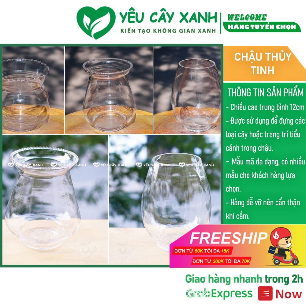 Chậu Thủy Tinh trồng Cây Thuỷ Sinh