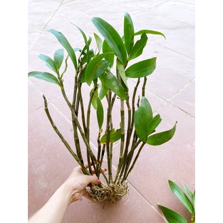 LAN KIỀU VÀNG GHÉP CHẬU