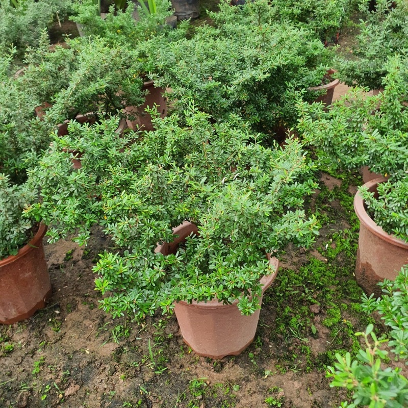 Cây Linh Sam cao 30-40cm