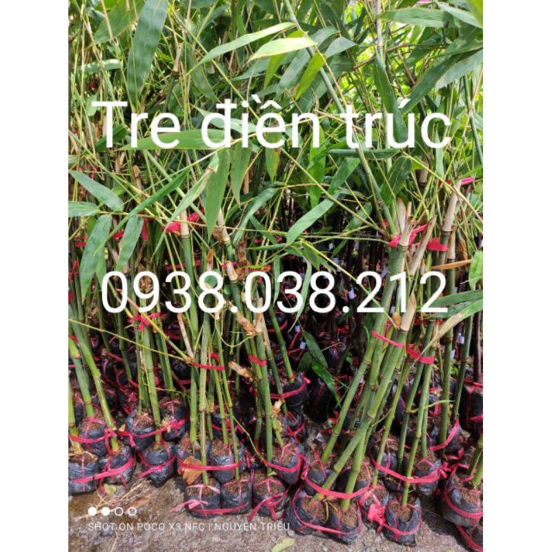 CÂY GIỐNG TRE ĐIỀN TRÚC
