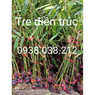 Cây giống tre điền trúc