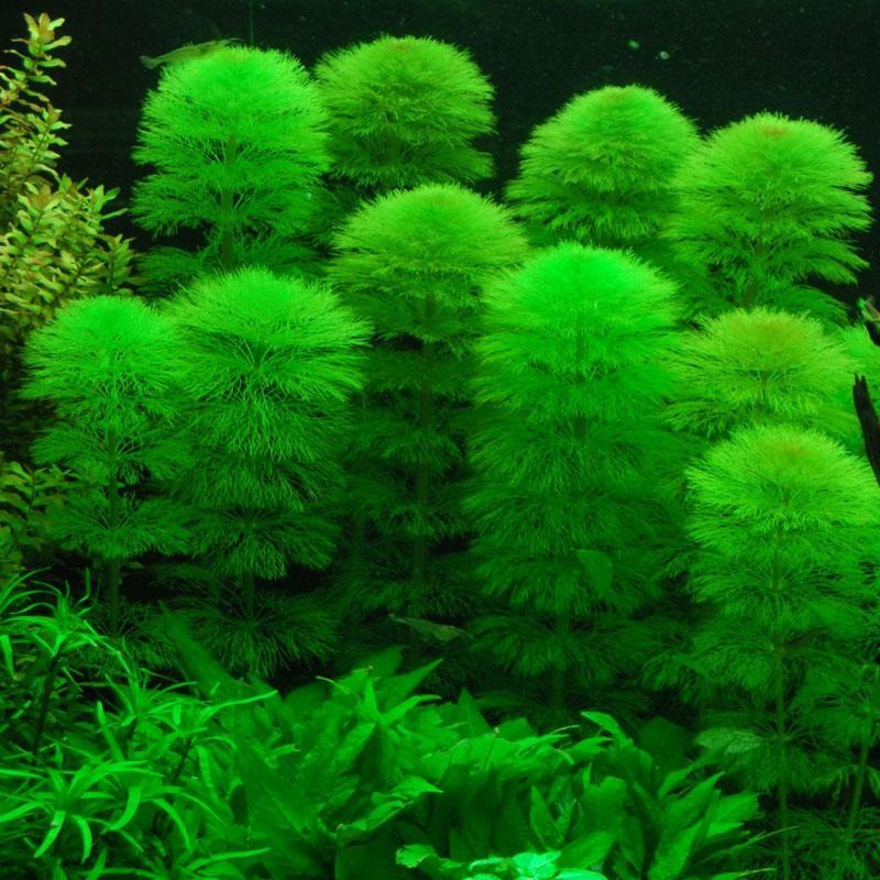 TIỂU BẢO THÁP - Limnophila sessiliflora