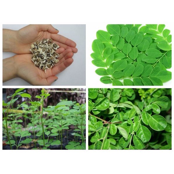 500g Hạt chùm ngây Ninh Thuận sấy khô nguyên chất - Hàng công ty Thảo Dược VIệt