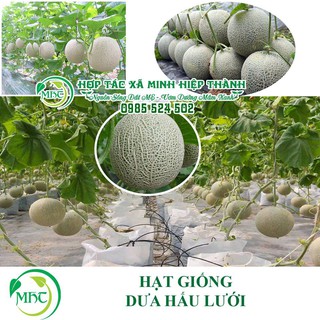 Sale off Hạt giống dưa lưới F1 cực đẹp.