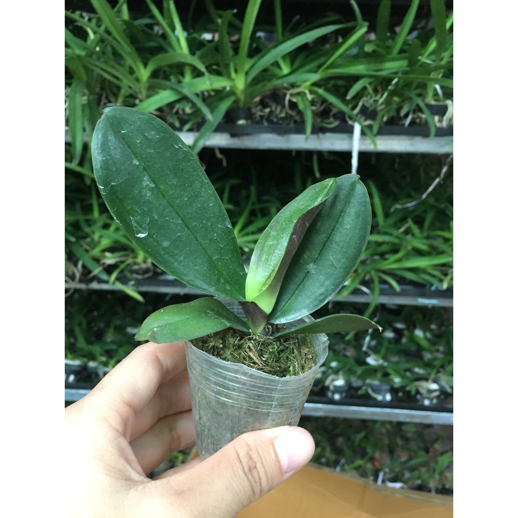 CÂY GIỐNG LAN HỒ ĐIỆP ĐẠI