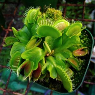 Bẫy kẹp các loại