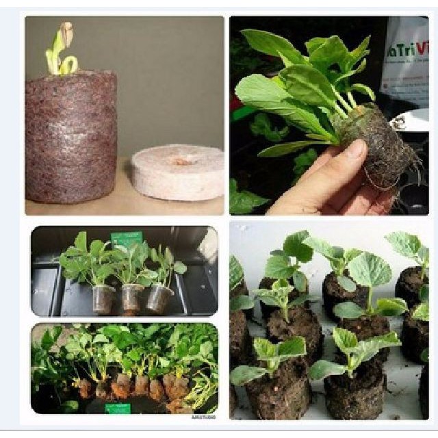 Viên nén ươm hạt xơ dừa - viên nén ươm hạt - 10 viên -DC