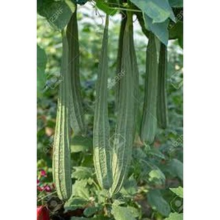 Gói 20 hạt giống mướp khía