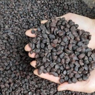 Mắc kén và hạt dổi