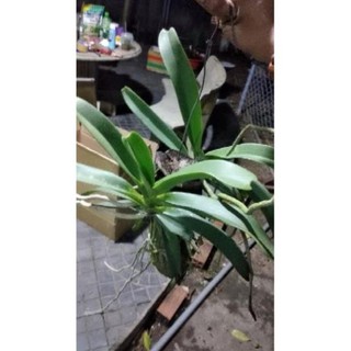 [FREESHIP - Xả Khô Máu] Hoa Lan Ngọc Điểm Rừng