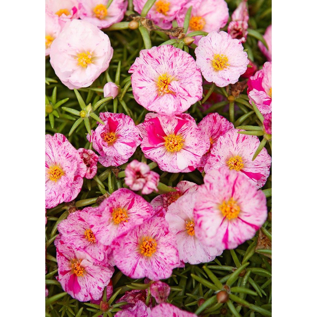 100 Hạt Giống Hoa Mười Giờ Mỹ Kép Mint F1 Cực Hiếm