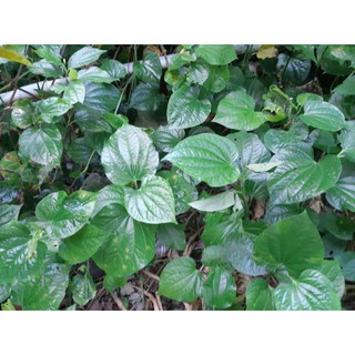 2 Cây giống lá lốt, trồng cây lá lốt #caylalop #trongcaylalop #cay