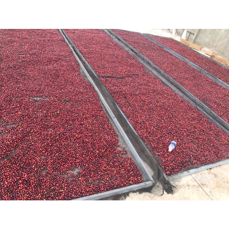 Cà phê Honey Robusta huyện DakHa, Kontum thượng hạng 500g - Rang Company | BigBuy360 - bigbuy360.vn